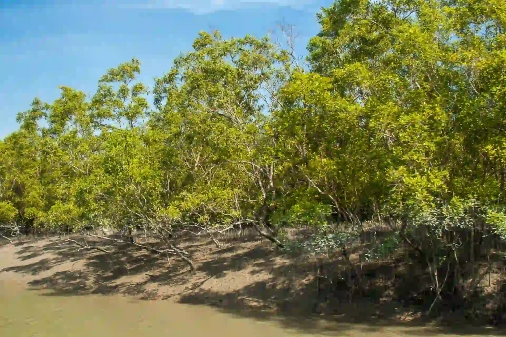 Sundarban riverside forest glowing with sunlight and mangrove trees