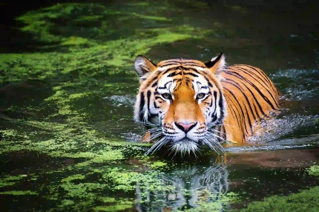 Royal Bengal Tiger swimming in Sundarban river