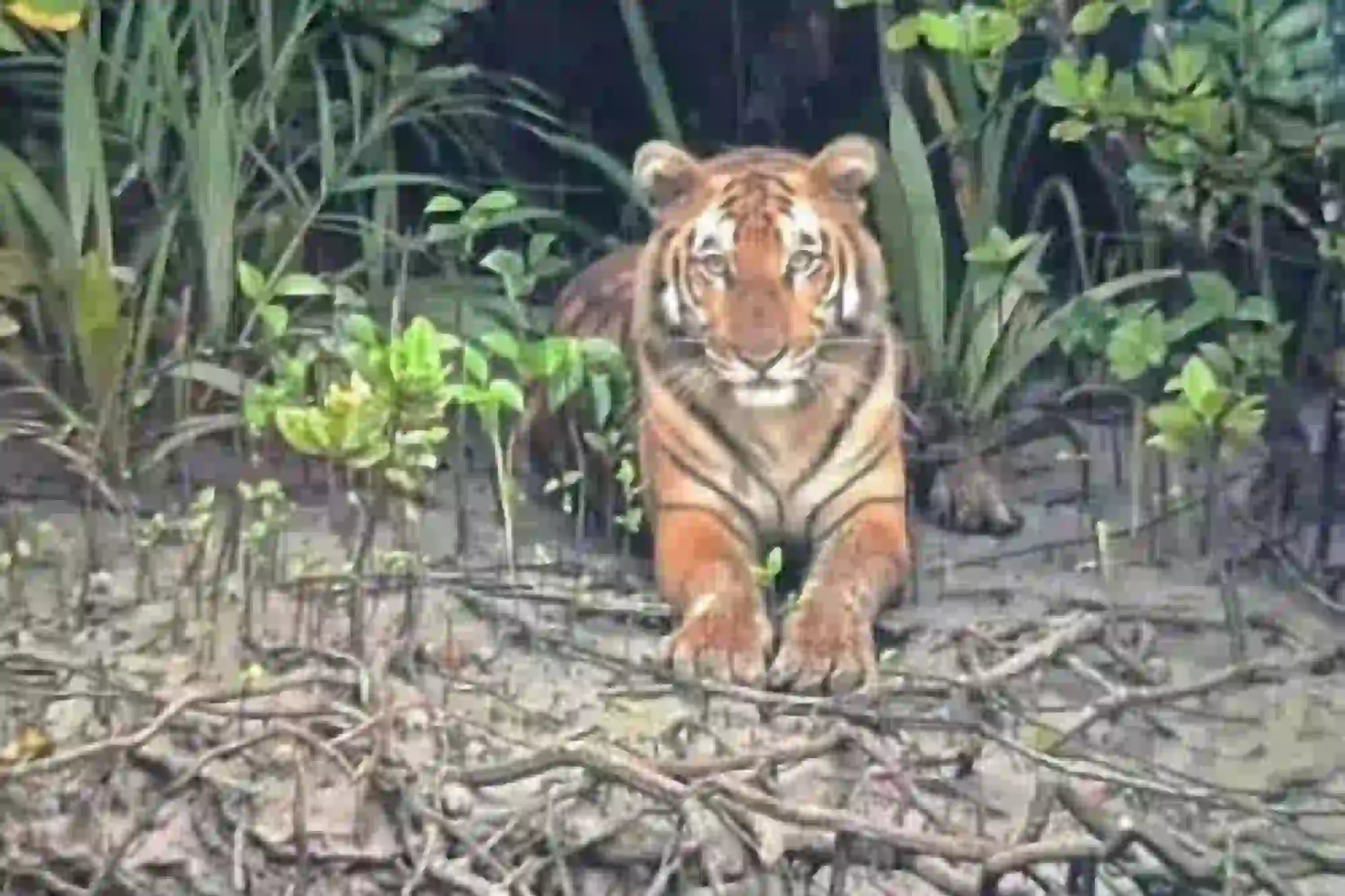 Royal Bengal Tiger spotted during Sundarban tour safari