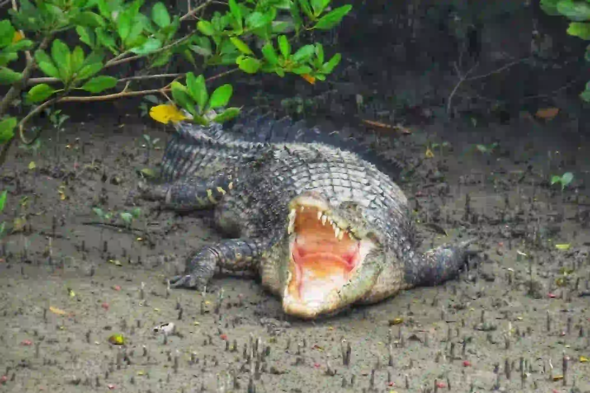 Crocodile spotted near riverbank during Sundarban boat safari