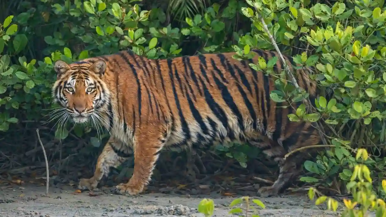 Royal Bengal tiger walking through mangrove forest during a Sundarban wildlife tour