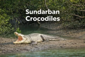 Sundarban crocodile basking on mangrove riverbank during winter sunlight