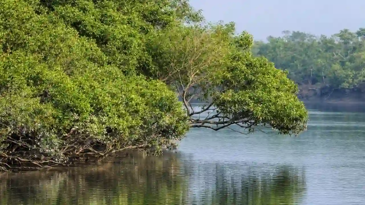 Dense mangrove forest branches above river water in Sundarban