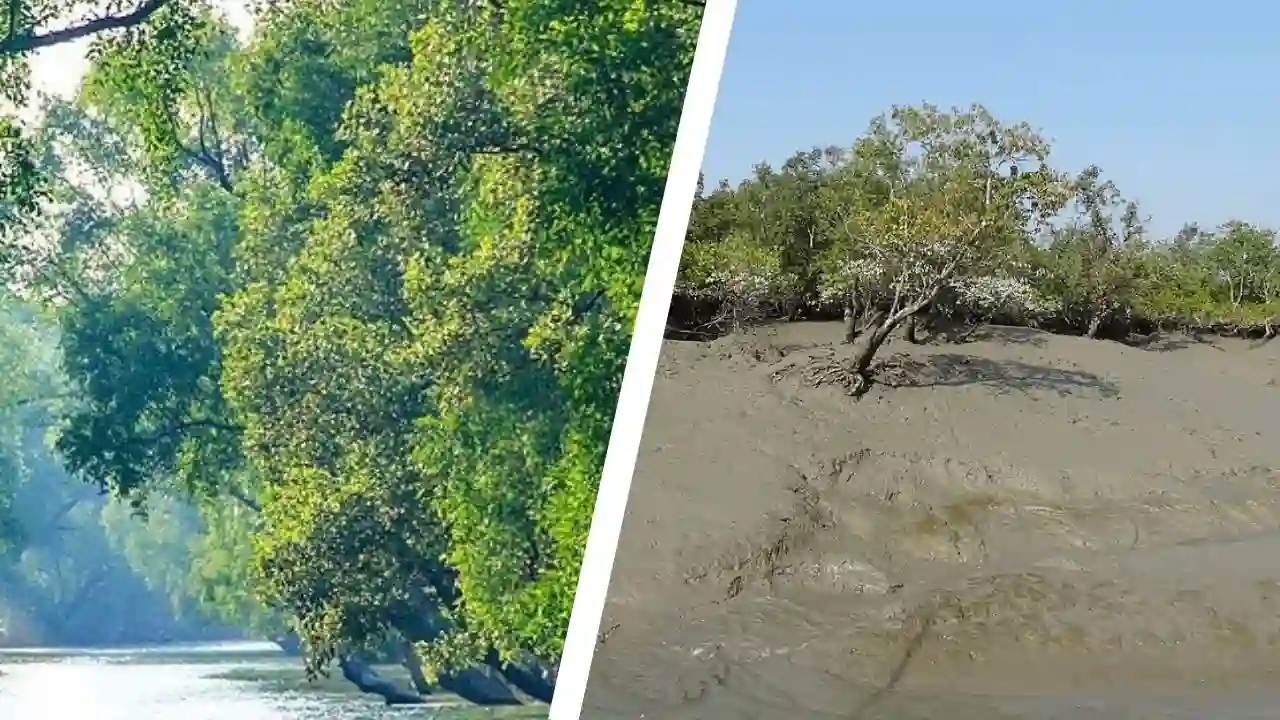 Dense Sundarban mangrove forest and river during 1 night 2 days Sundarban tour