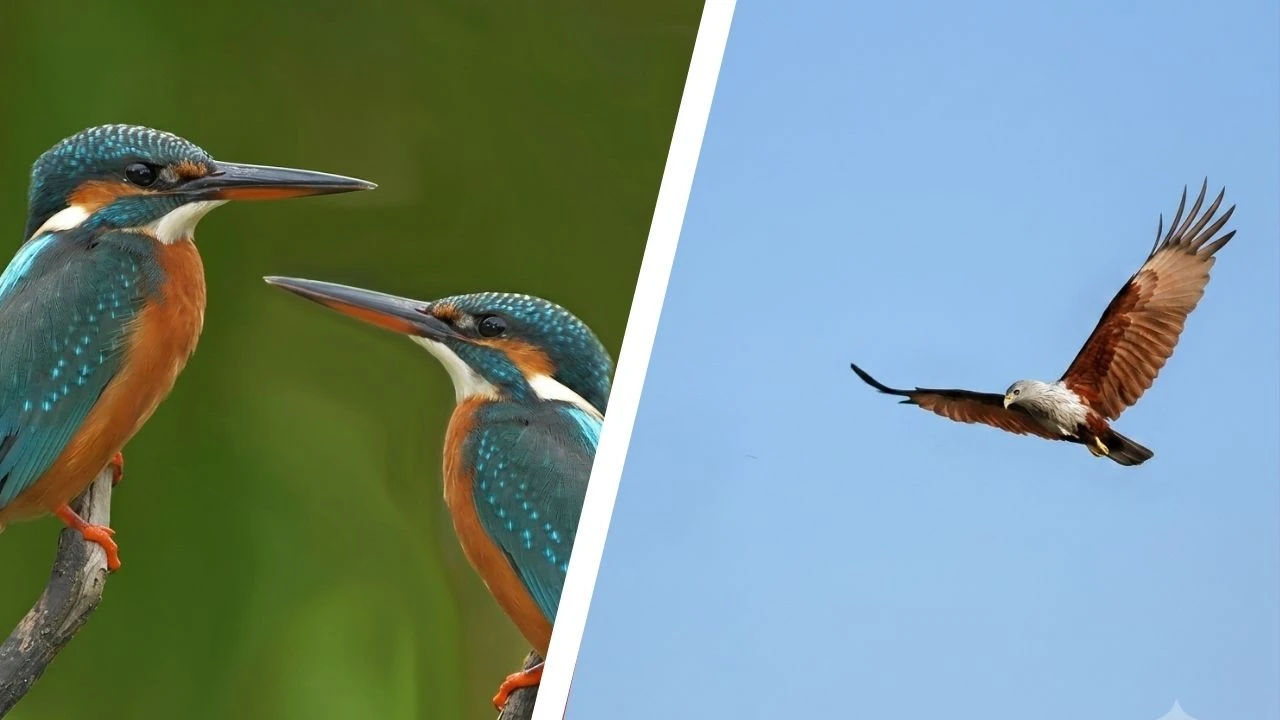 Kingfisher birds and falcon flying in Sundarban mangrove forest
