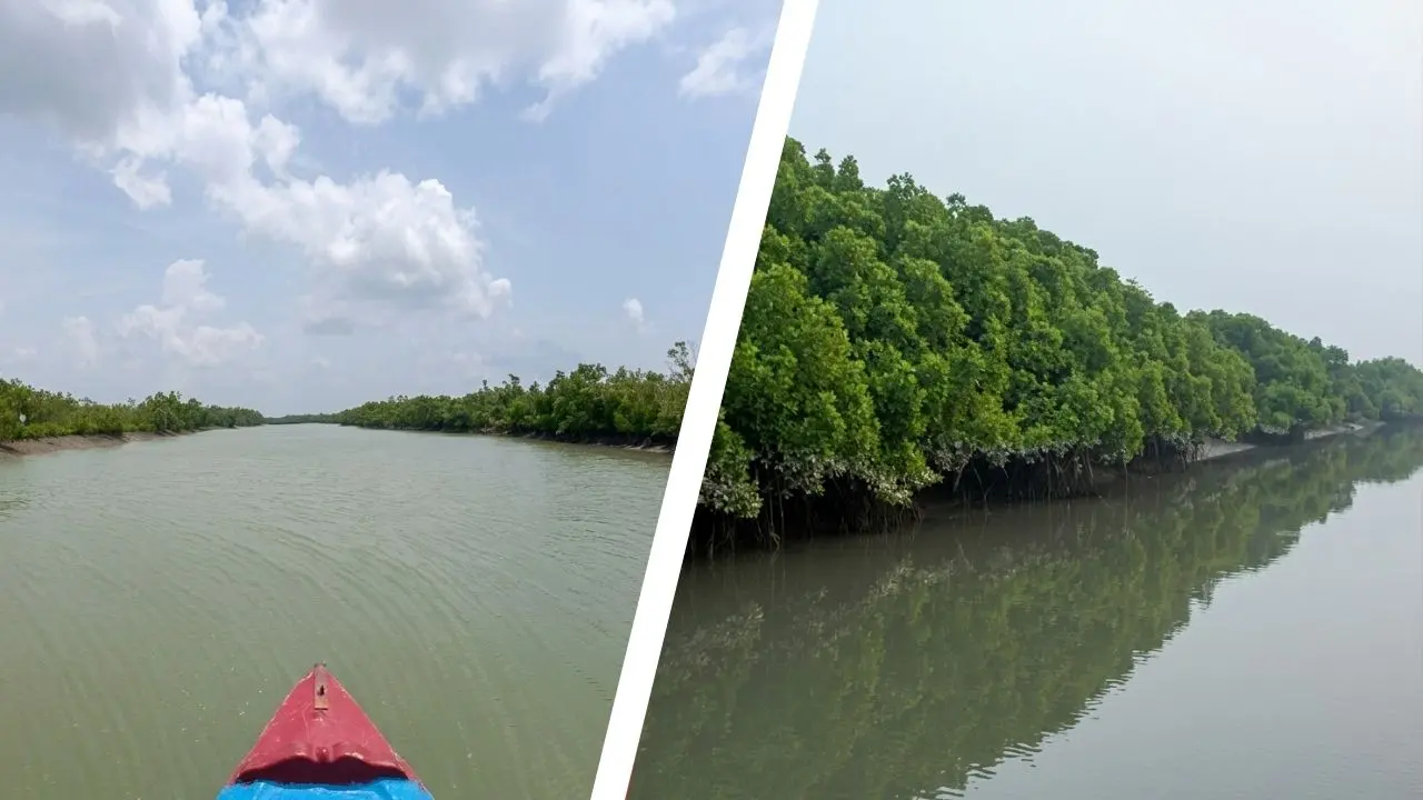Tourist boat safari on Sundarban river beside dense mangrove forest