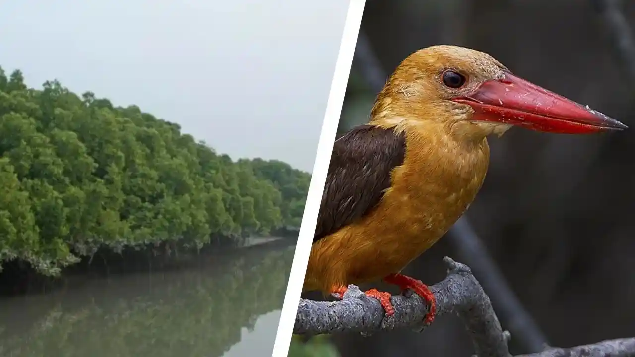 Brown-winged kingfisher in Sundarban mangrove forest during one day tour