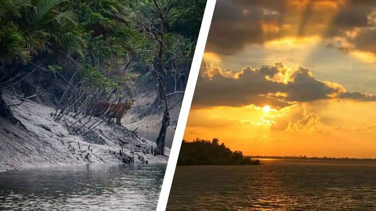 Royal Bengal Tiger and sunset view on Sundarban river during photography tour