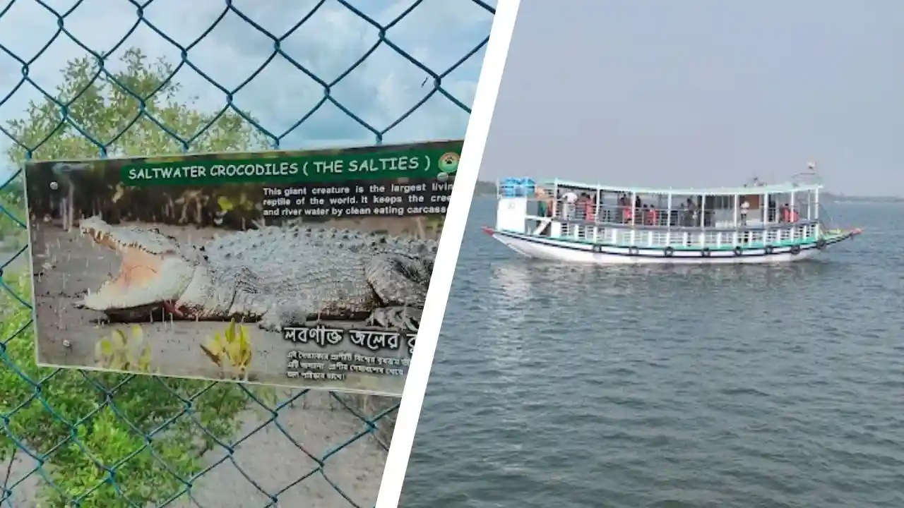 Sundarban tour consultation service with saltwater crocodile information and river boat safari