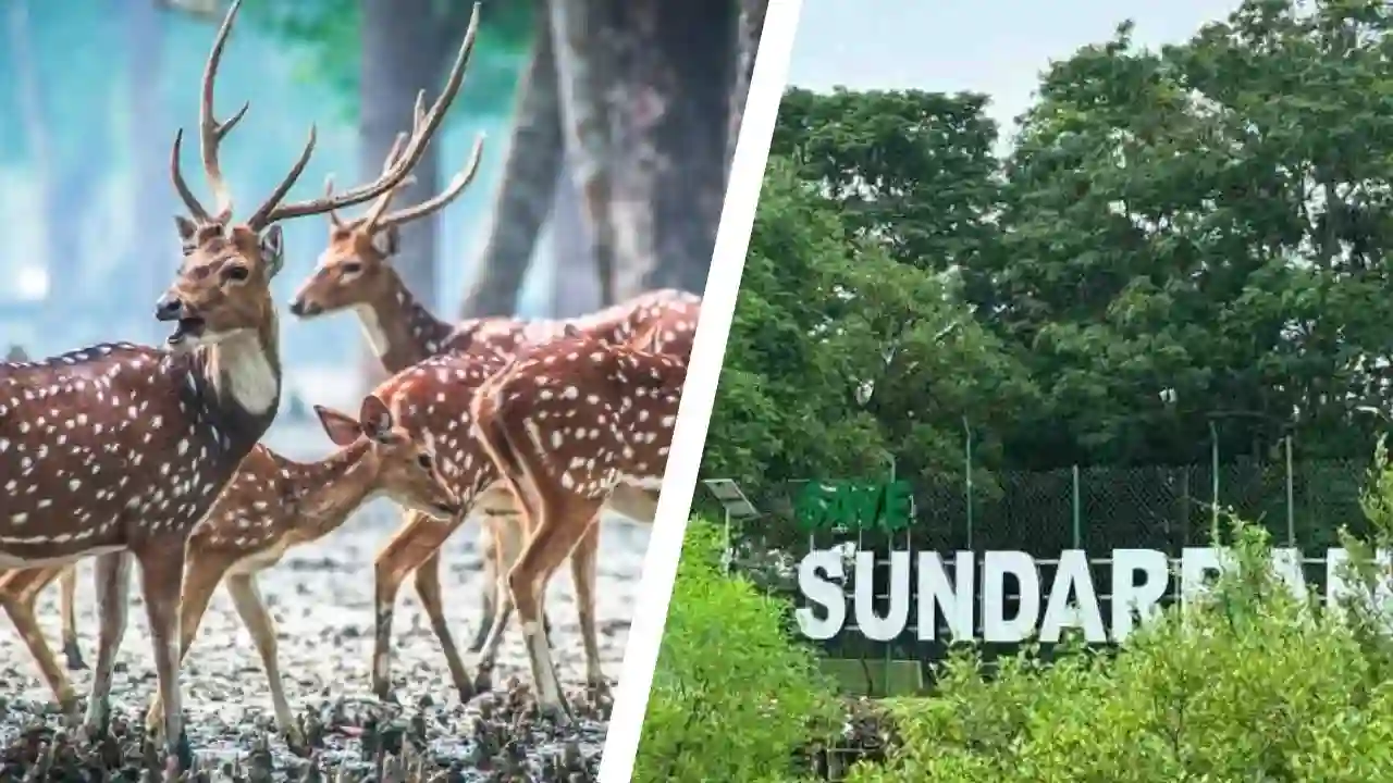Spotted deer near Sajnekhali Watchtower during Sundarban tour package safari
