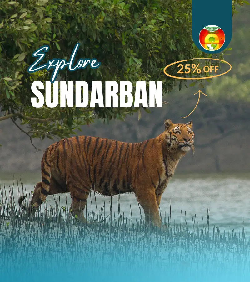 Royal Bengal Tiger standing beside Sundarban river promoting Sundarban tour packages with special discount offer