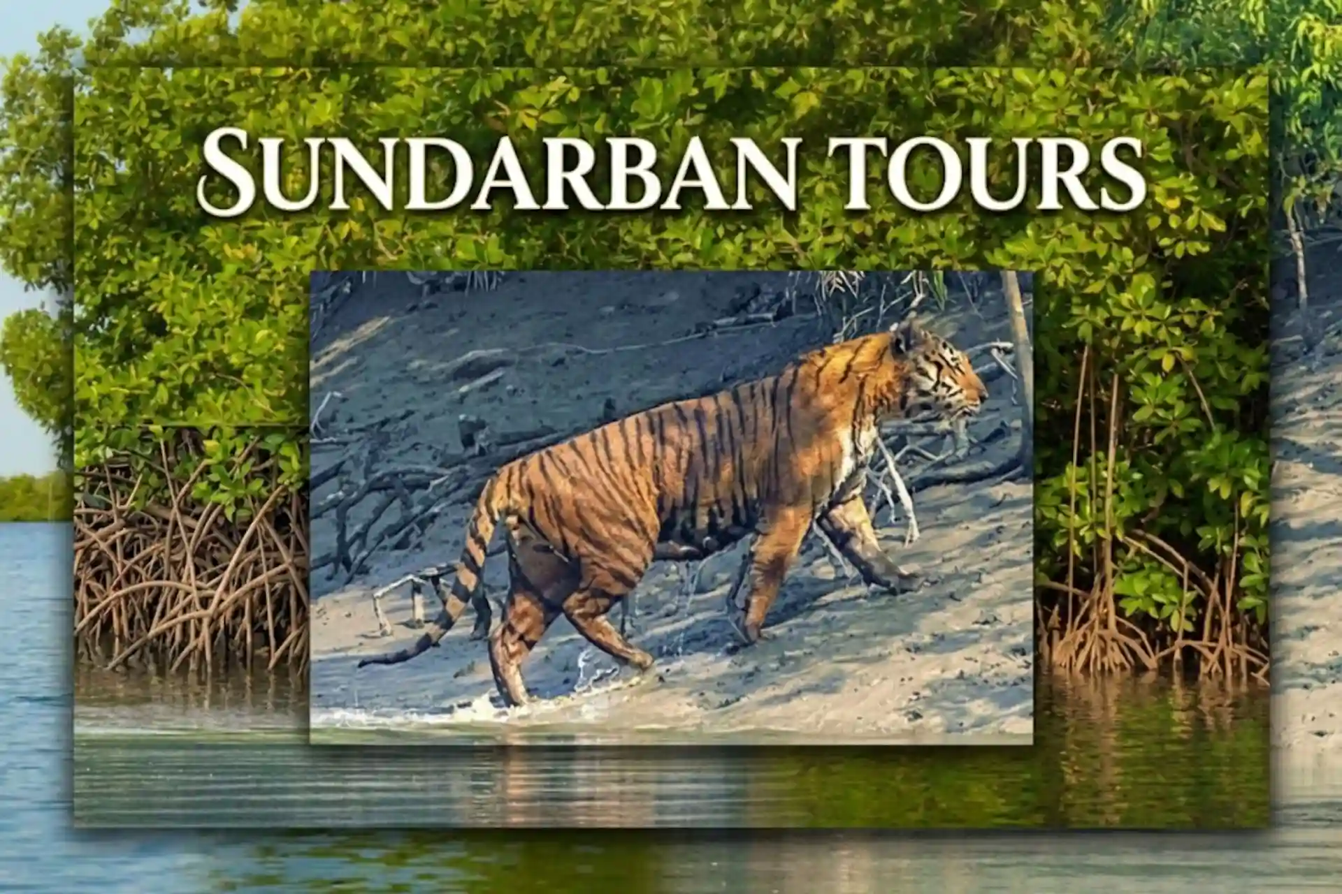 Royal Bengal Tiger walking beside Sundarban river and mangrove forest during sundarban tours
