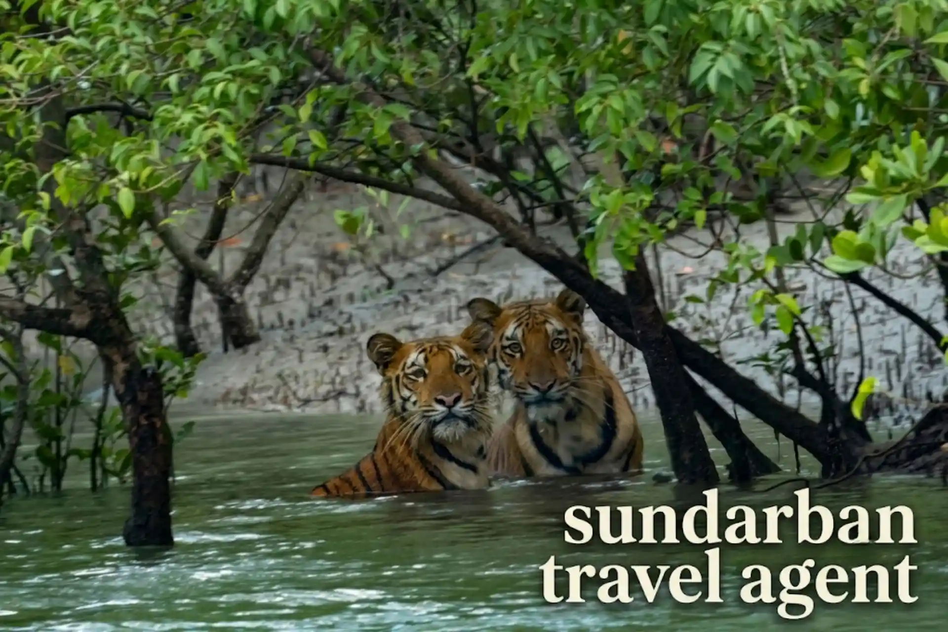 Two Royal Bengal Tigers sitting in river water representing Sundarban Travel Agent services
