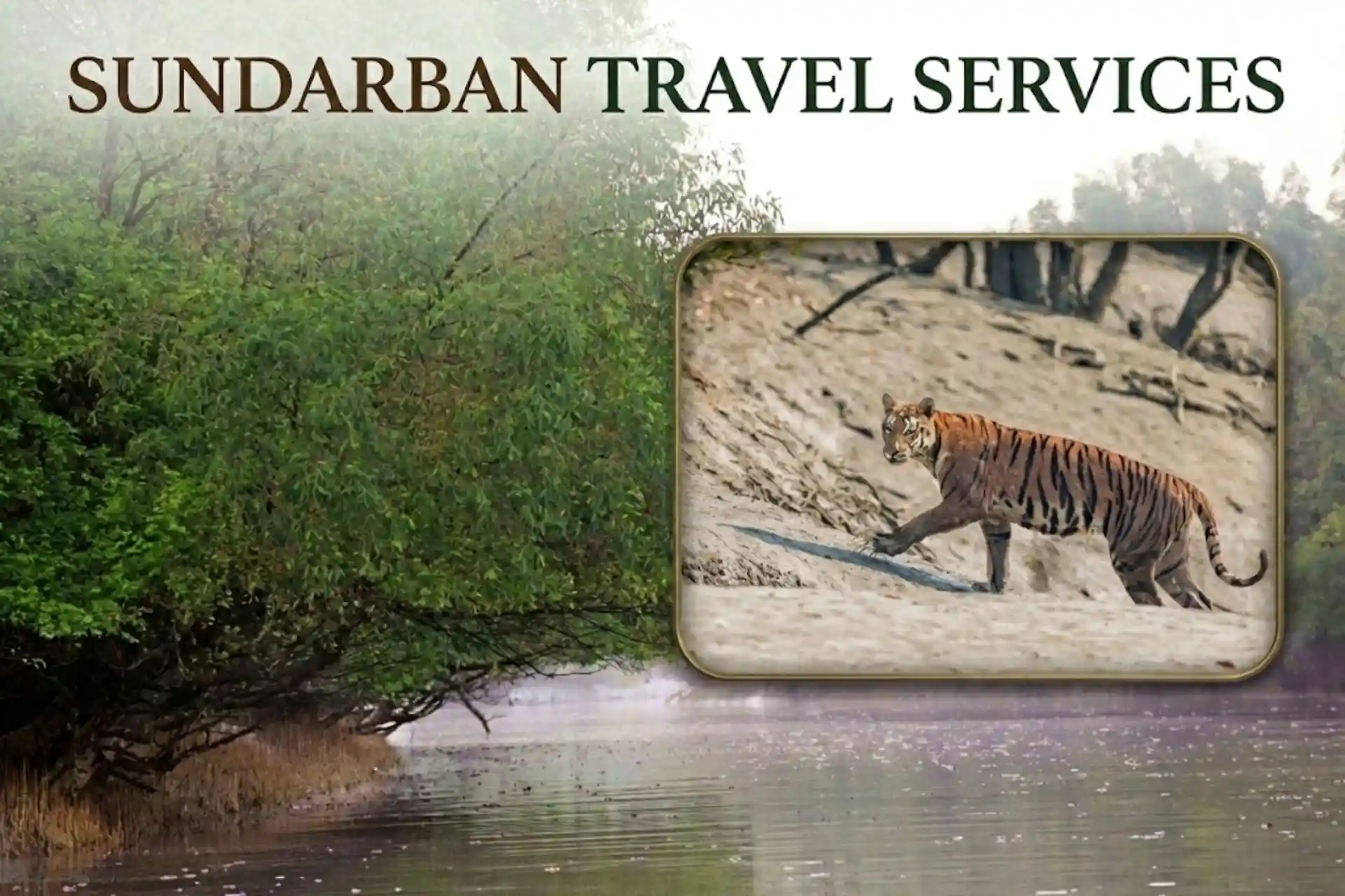 Royal Bengal Tiger walking in Sundarban mangrove forest beside river representing Sundarban travel services