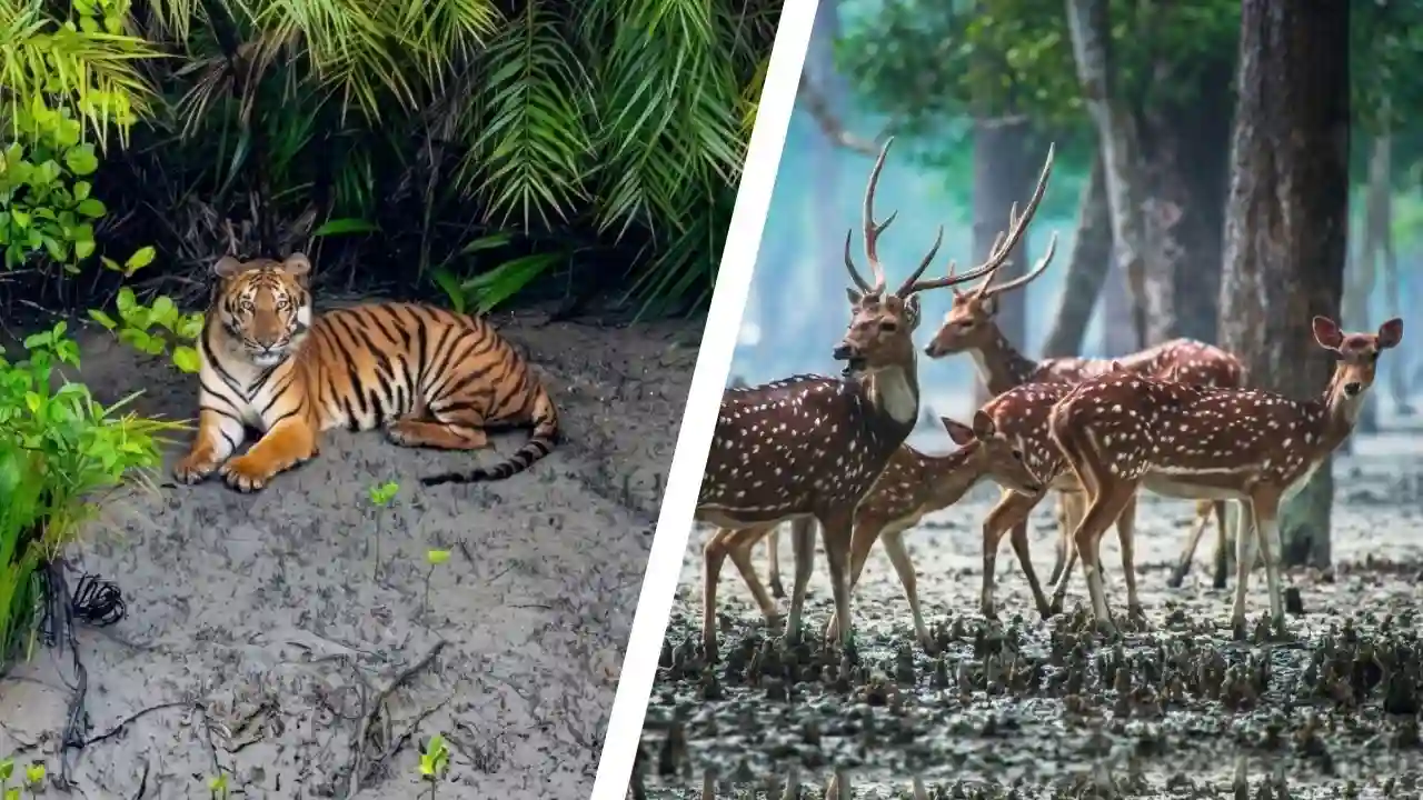 Royal Bengal Tiger and spotted deer in Sundarban mangrove forest wildlife tour