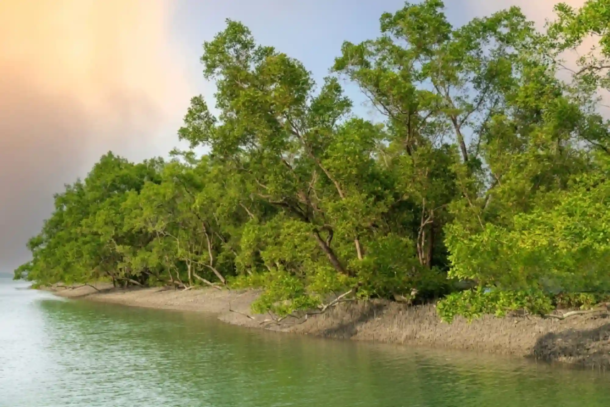 Clean river and mangrove forest in Sundarban