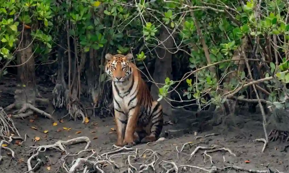 Royal Bengal Tiger sitting inside Sundarban mangrove forest