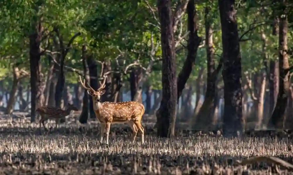Spotted deer standing inside Sundarban mangrove forest