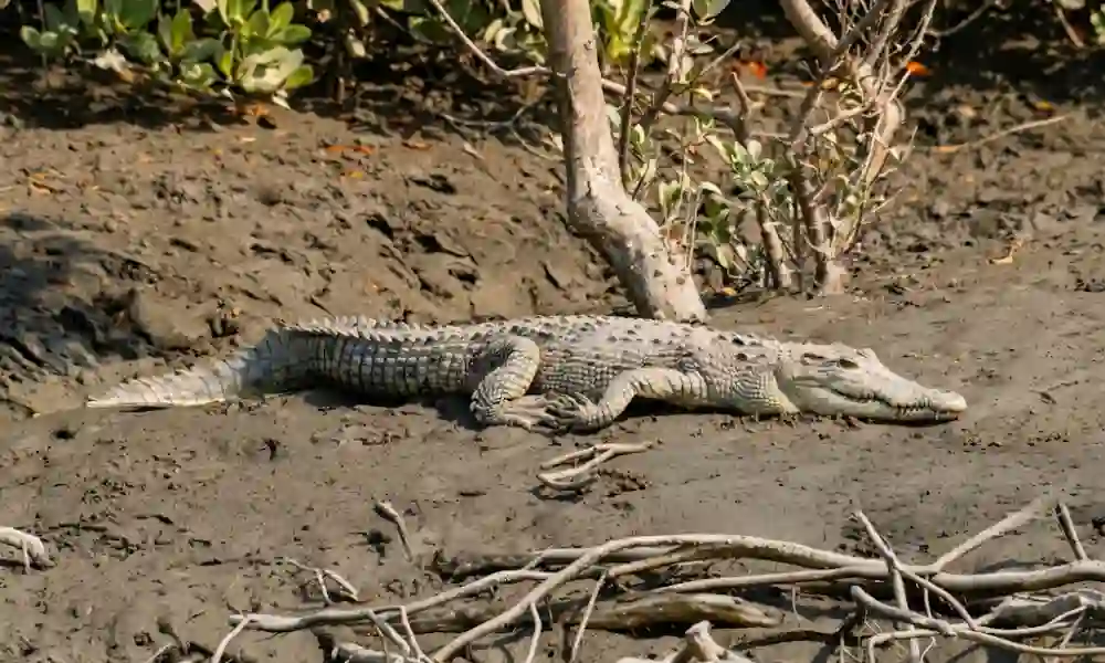 Saltwater crocodile resting beside Sundarban muddy riverbank