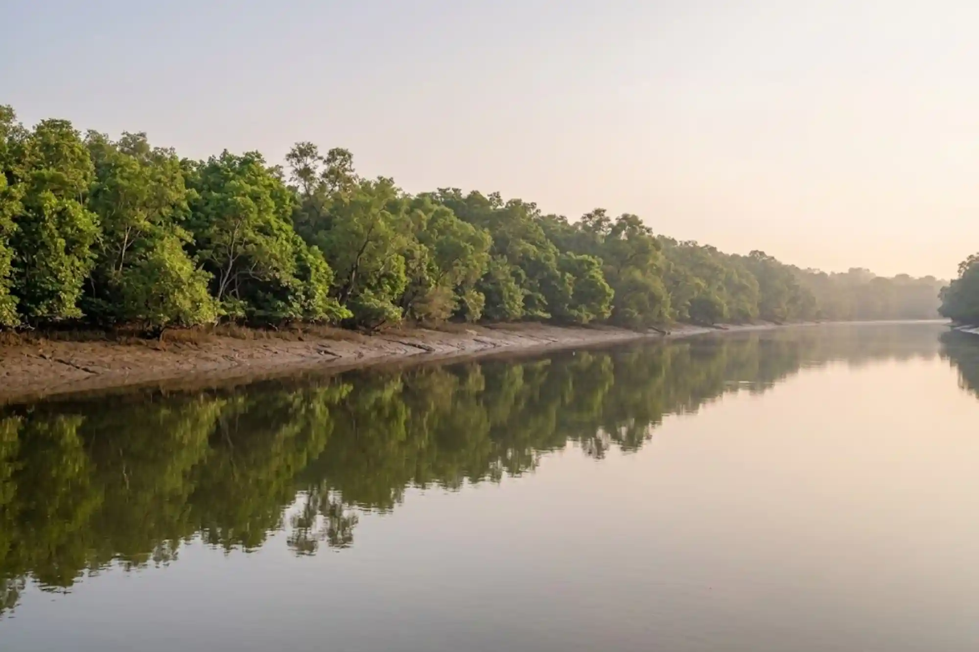 Beautiful Sundarban forest and river landscape