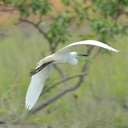 White bird flying over Sundarbans | 3 Days 2 Night Sundarban Tour