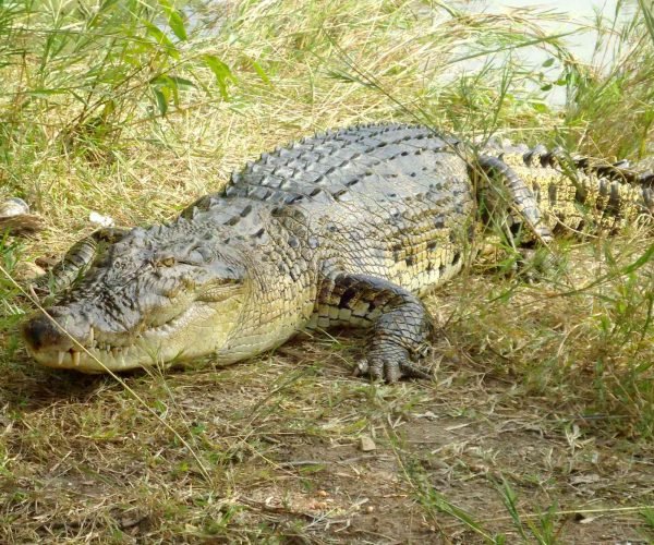 Crocodile in Sundarbans river