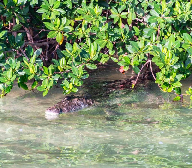 crocodile in sundarban mangrove forest