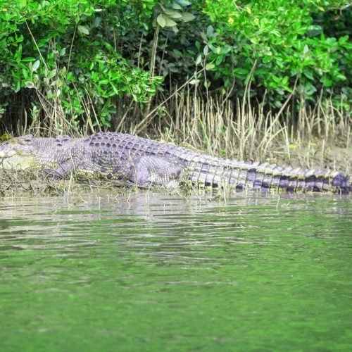crocodile taking sunbath riverside