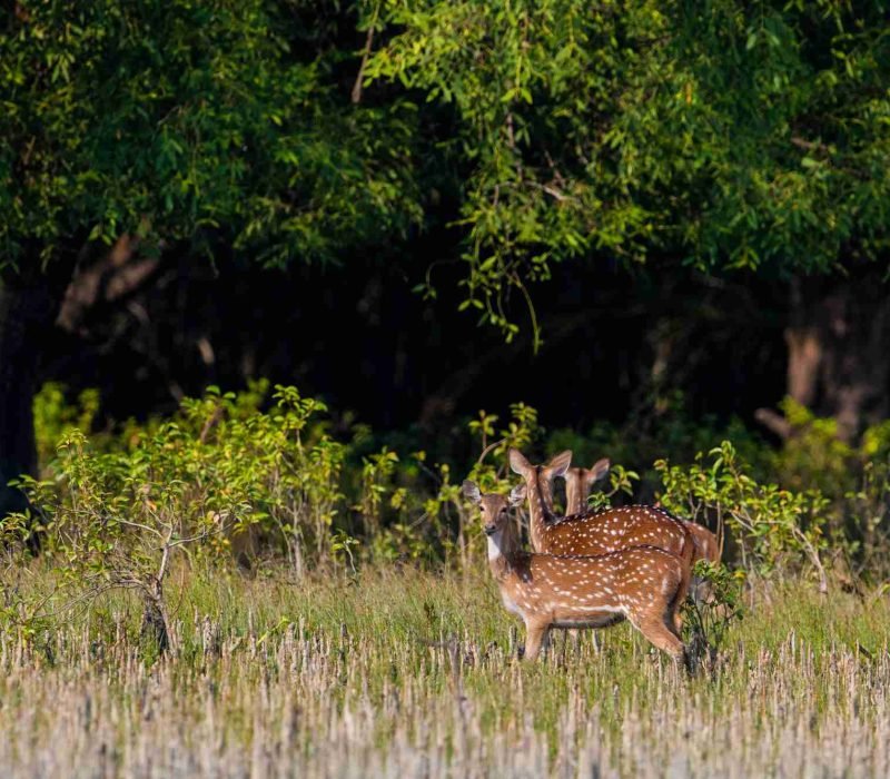 deers in sundarban forest