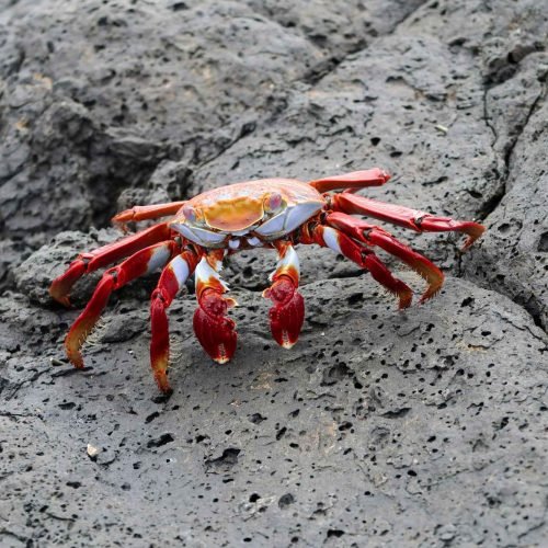 red crab in mud