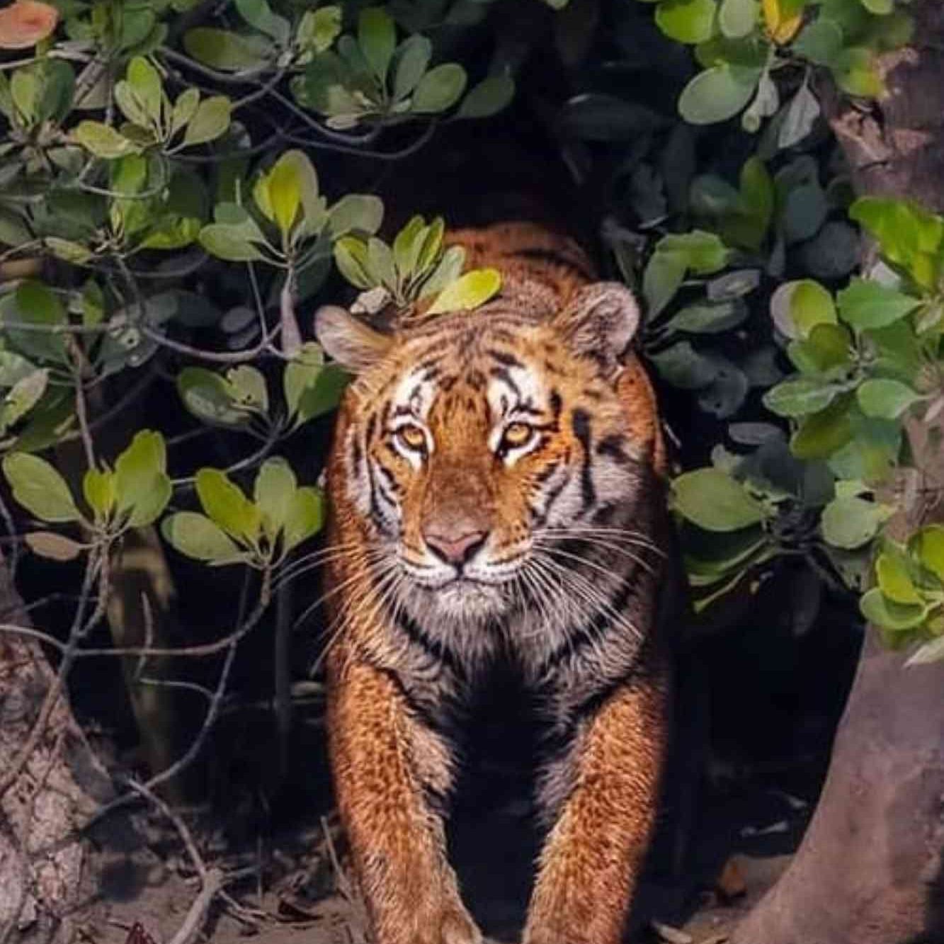 Royal Bengal Tiger in Sundarbans resting in Pirkhali forest with tired eyes