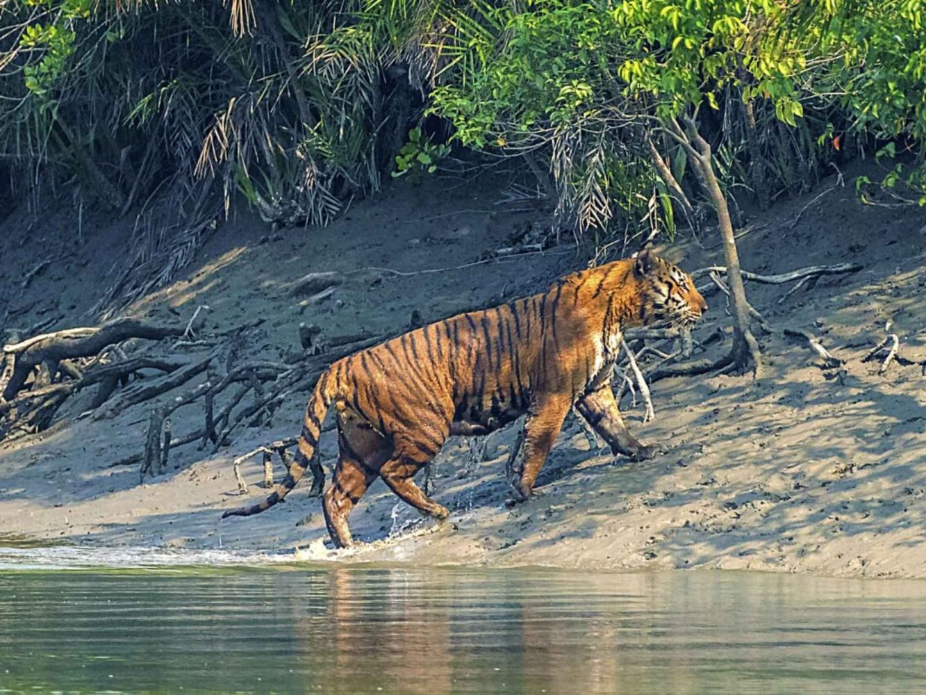 Royal bengal tiger walking river side after swimming. Showcasing natural beauty of sundarban tour from canning