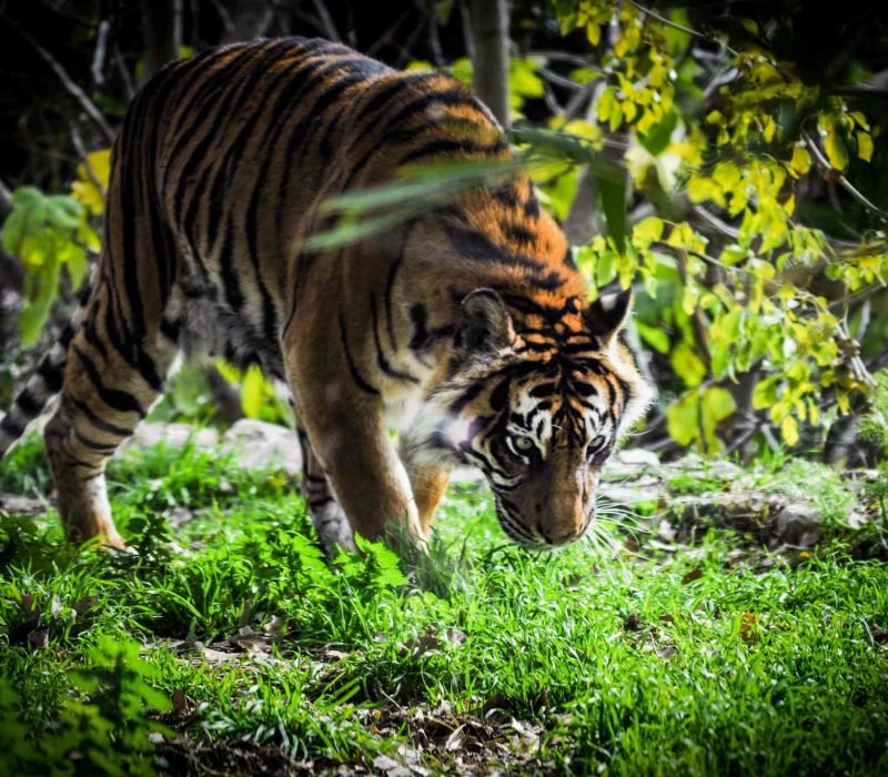 Royal Bengal Tiger walking in Sundarban forests.