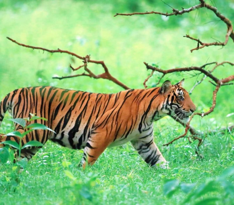 Royal Bengal Tiger walking in a dark green Sundarban forest.