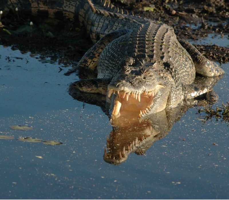 Crocodile in Sundarban river.