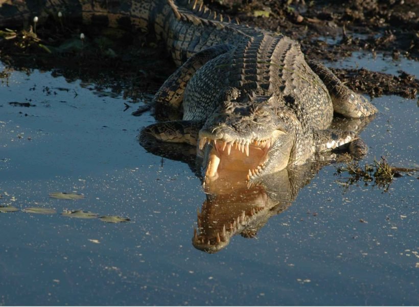 Crocodile in Sundarban river.