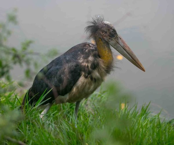 Crane bird catching fish in Sundarbans river