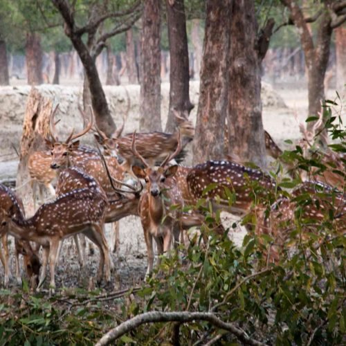 Deers traveling in Sundarbans forest