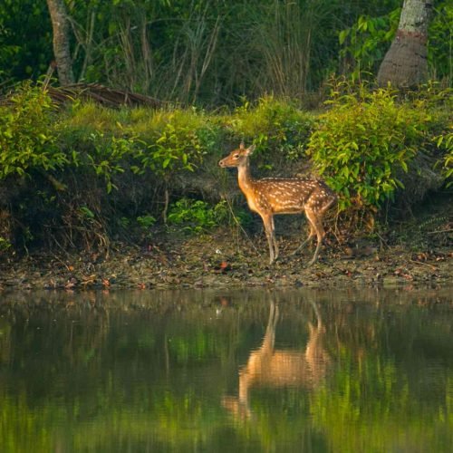 Deer standing at riverside in Sundarban. 1 Night 2 Days Sundarban Tour