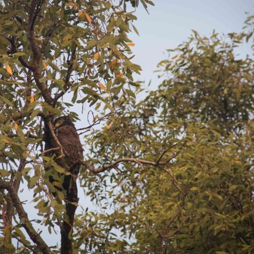 Bird perched on a tree in rain in Sundarbans