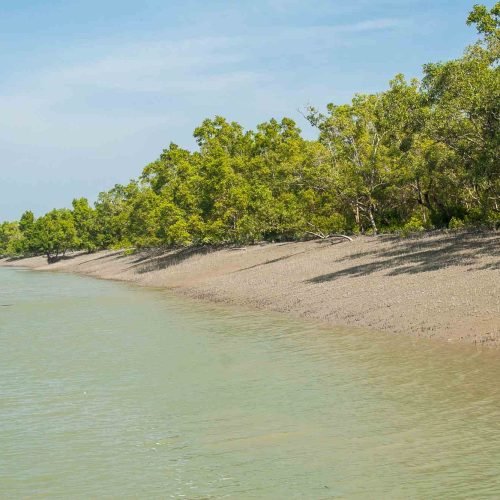 Mangrove forest along river in Sundarban, roots standing in water.