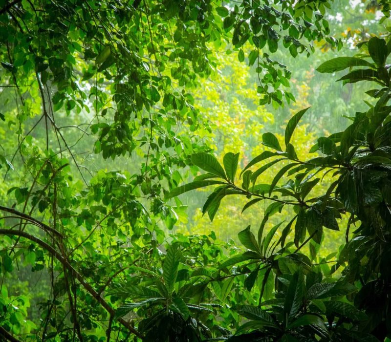 Sundarban deep forest in mangrove during rain.