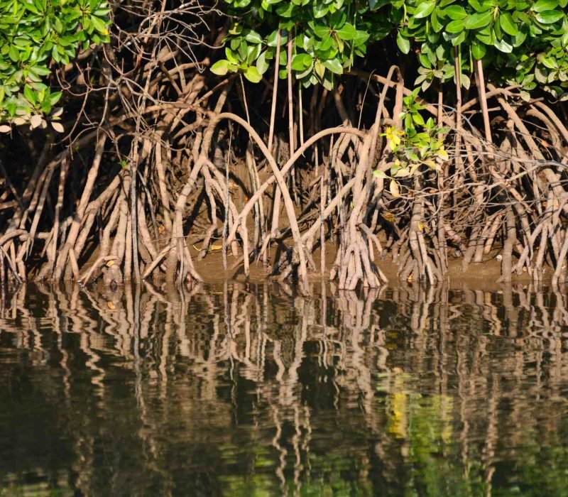 Sundarban mangrove forest with roots along the river side.