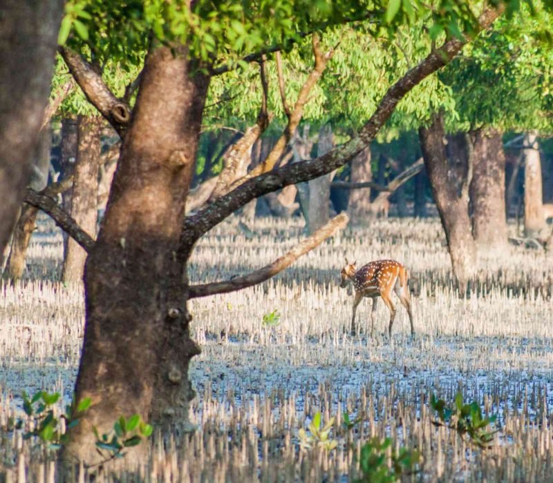 Deers walking in Sundarban forests with mangrove trees.