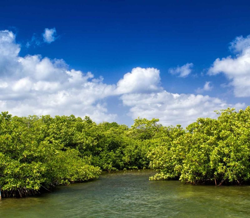 Sundarban mangrove forests with river flood.