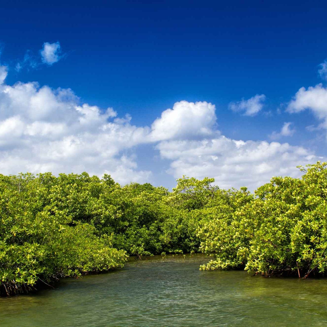 Sundarban mangrove forests with river flood.