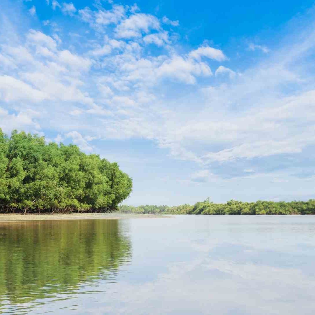 Sundarban mangrove forest with river and clear sky. Captured from tourist boat.