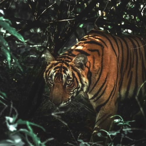 Royal Bengal Tiger walking alert in Panchamukhani river junction, Sundarban