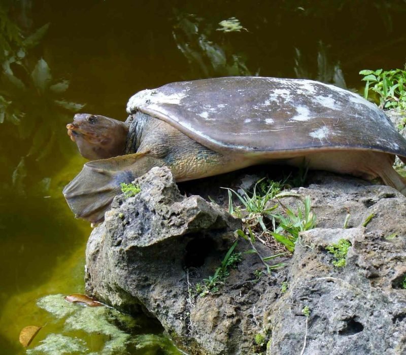 Rare species of turtle in Sundarban